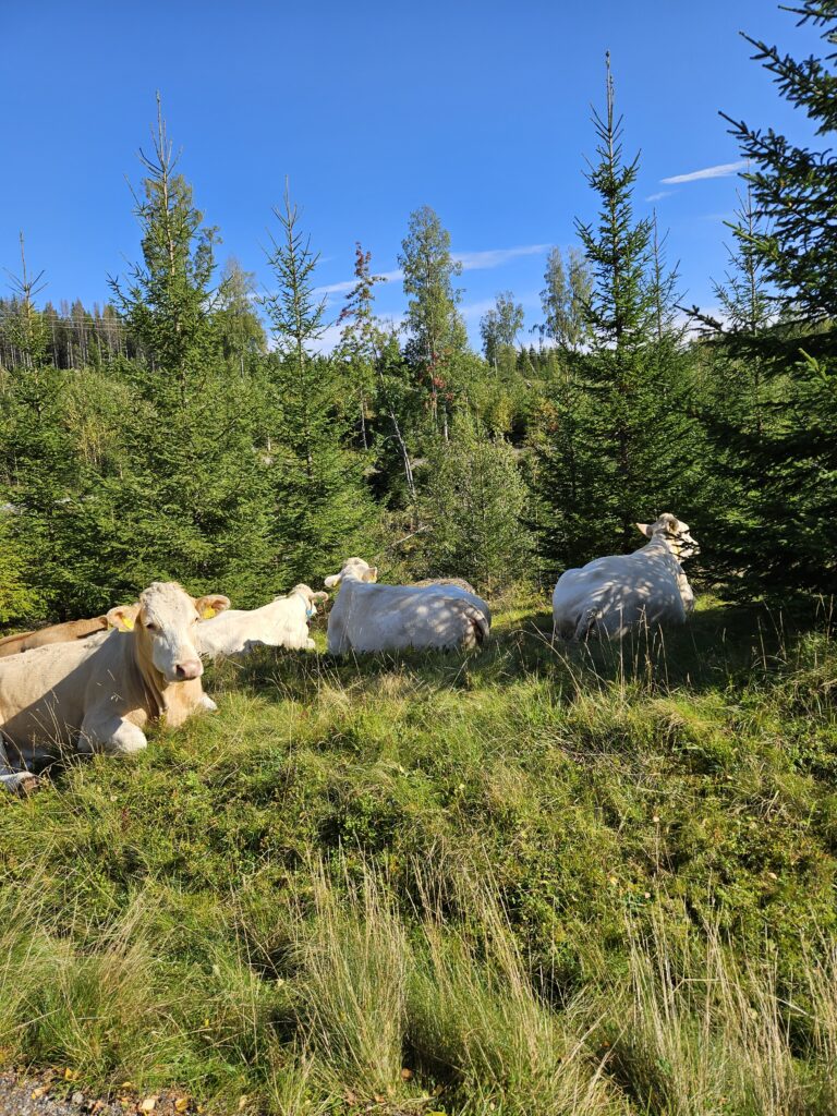 Reis naar Noorwegen - Aankomst Oslo